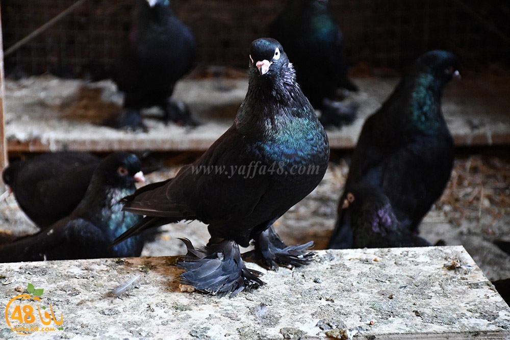 zohdi 3ashoor (42).jpeg